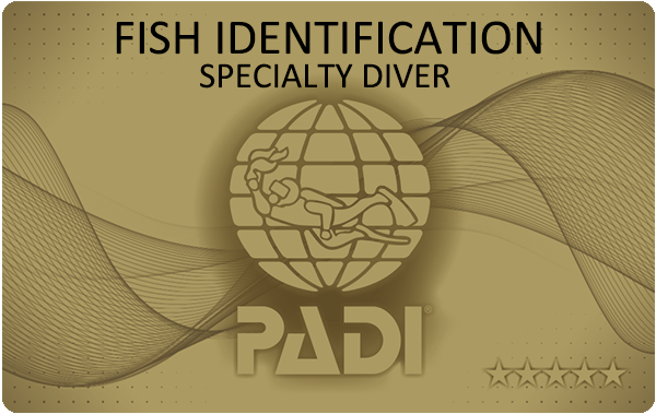 PADIダイビング講習